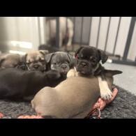 French Bulldog - Bitches