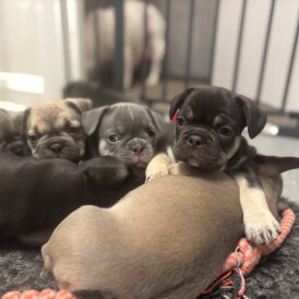 French Bulldog - Bitches