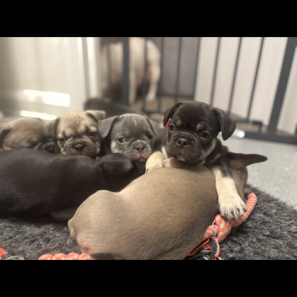 French Bulldog - Bitches