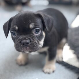 French Bulldog - Bitches