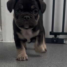 French Bulldog - Bitches