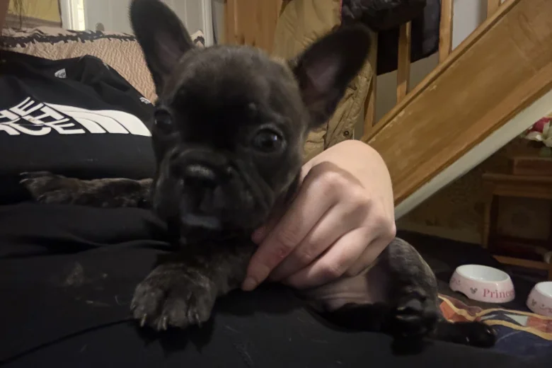 French Bulldog
