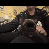French Bulldog