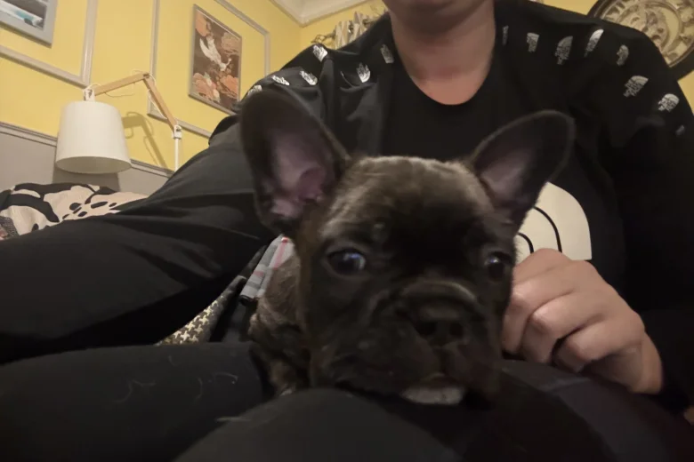 French Bulldog