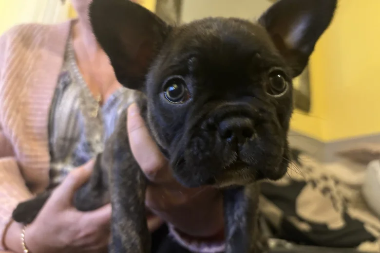 French Bulldog