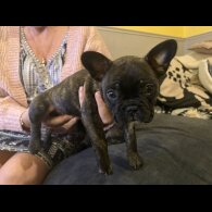 French Bulldog
