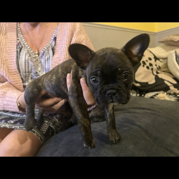 French Bulldog