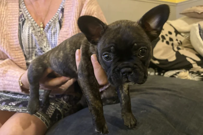 French Bulldog