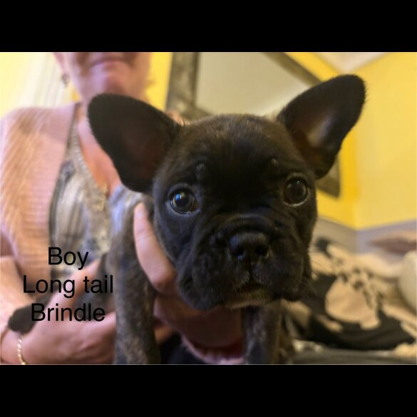 French Bulldog