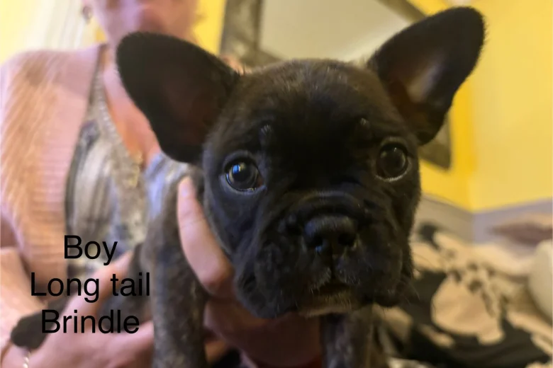 French Bulldog