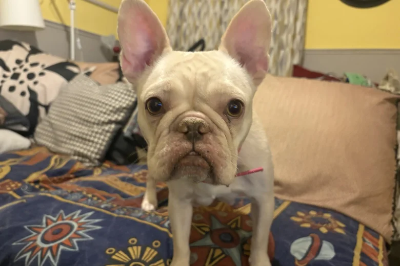 French Bulldog