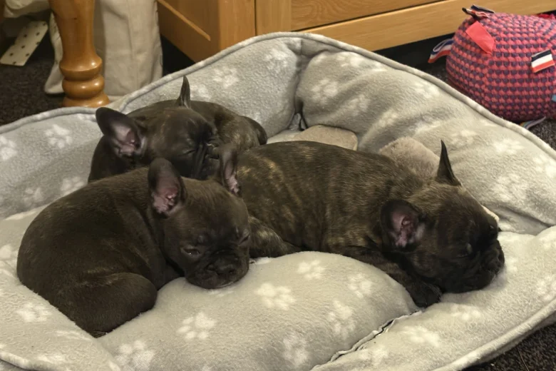 French Bulldog