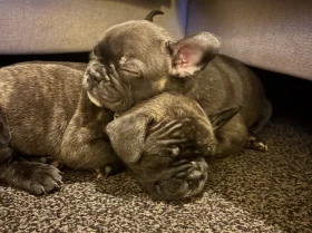 French Bulldog