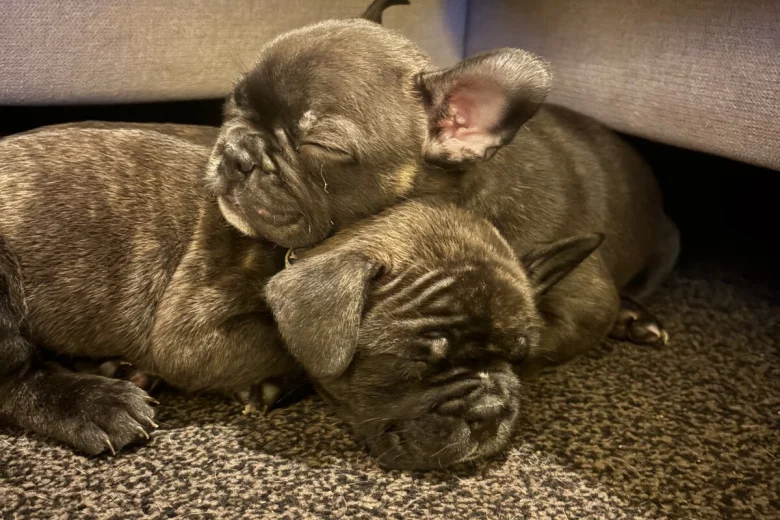 French Bulldog