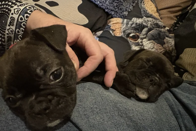French Bulldog