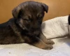 German Shepherd (Alsatian)