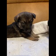 German Shepherd (Alsatian)