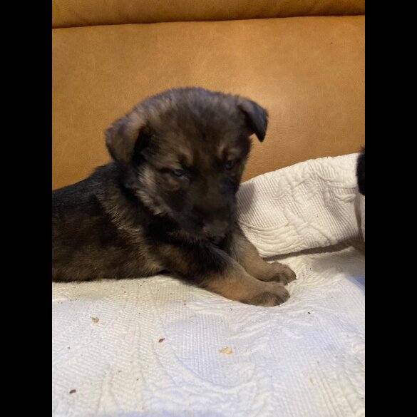 German Shepherd (Alsatian)