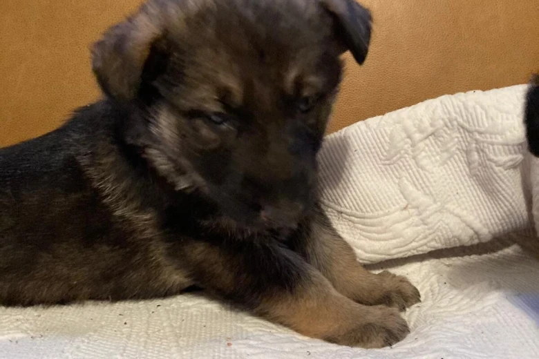 German Shepherd (Alsatian)