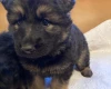 German Shepherd (Alsatian)