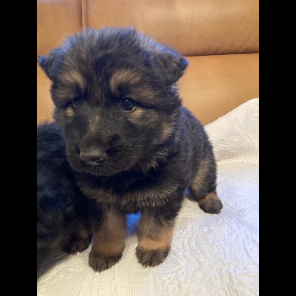 German Shepherd (Alsatian)