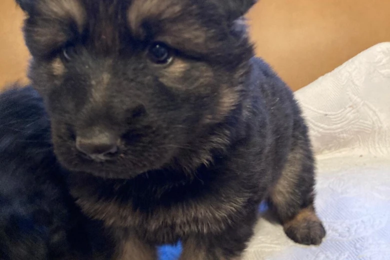 German Shepherd (Alsatian)
