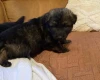 German Shepherd (Alsatian)