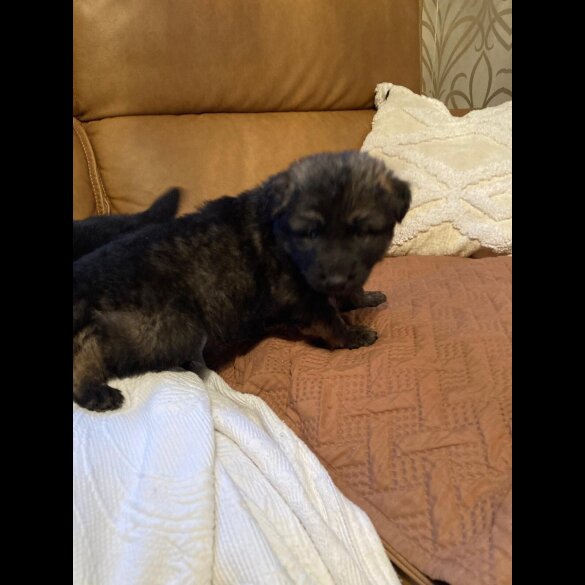 German Shepherd (Alsatian)