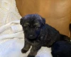 German Shepherd (Alsatian)