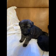 German Shepherd (Alsatian)