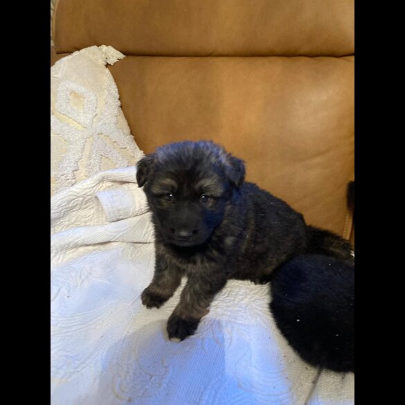 German Shepherd (Alsatian)