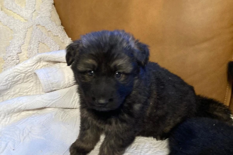 German Shepherd (Alsatian)