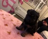 German Shepherd (Alsatian)