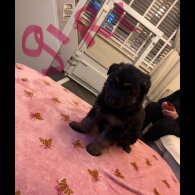 German Shepherd (Alsatian)