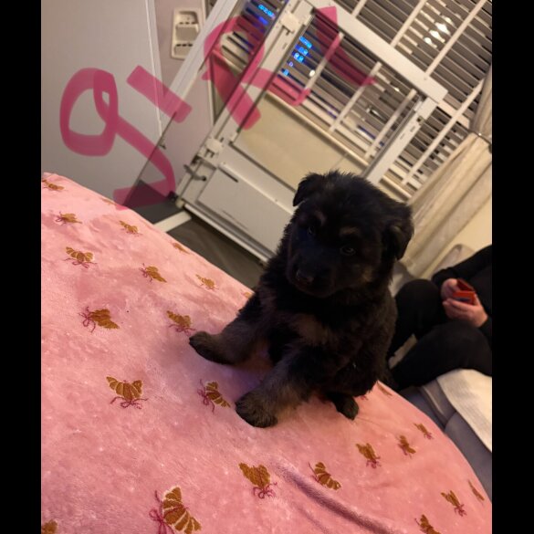 German Shepherd (Alsatian)