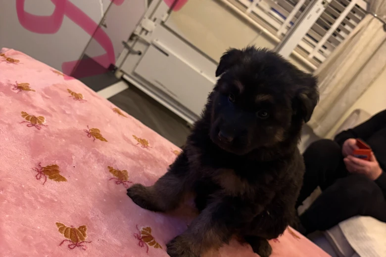 German Shepherd (Alsatian)