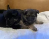 German Shepherd (Alsatian)