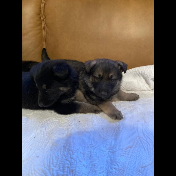 German Shepherd (Alsatian)