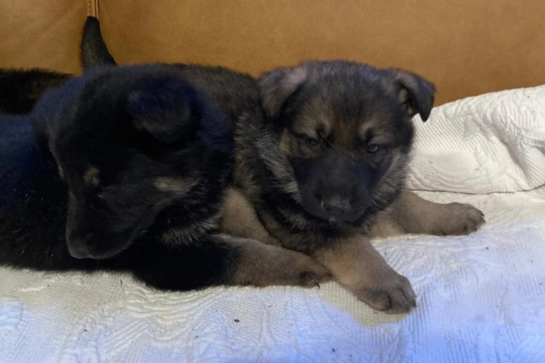 German Shepherd (Alsatian)