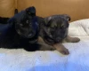 German Shepherd (Alsatian)