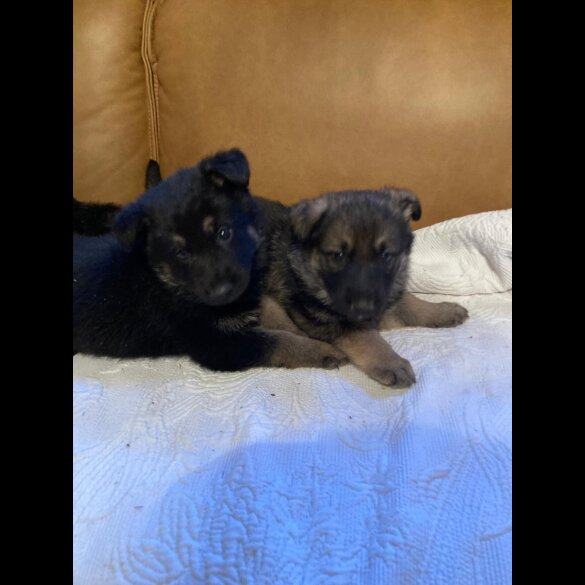 German Shepherd (Alsatian)