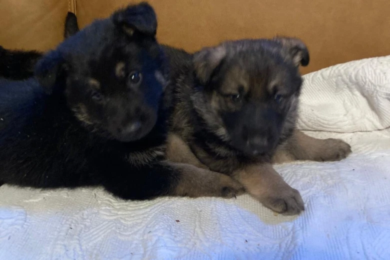 German Shepherd (Alsatian)