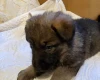 German Shepherd (Alsatian)