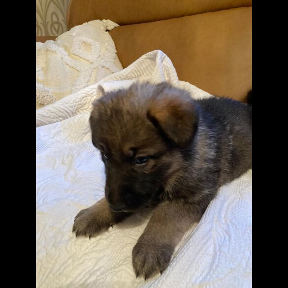 German Shepherd (Alsatian)