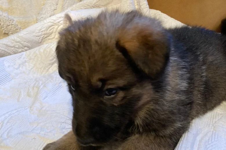 German Shepherd (Alsatian)