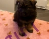 German Shepherd (Alsatian)
