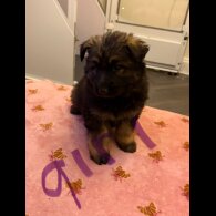 German Shepherd (Alsatian)