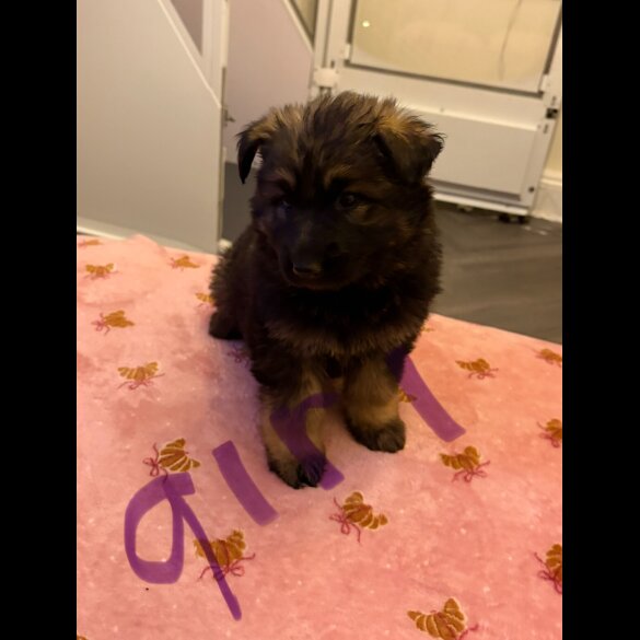 German Shepherd (Alsatian)