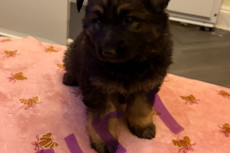 German Shepherd (Alsatian)
