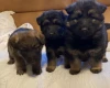 German Shepherd (Alsatian)